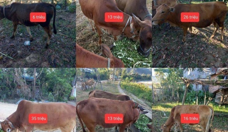 Lần đầu tiên tổ chức Chợ phiên Dược liệu-Gia súc tại tỉnh Kon Tum