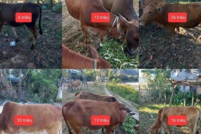 Lần đầu tiên tổ chức Chợ phiên Dược liệu-Gia súc tại tỉnh Kon Tum