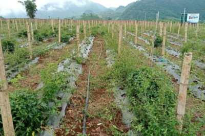 Giá trị khoa học của các bài thuốc y dược học cổ truyền