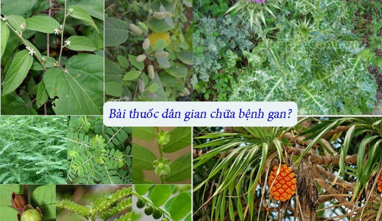 Các bài thuốc dân gian chữa bệnh gan
