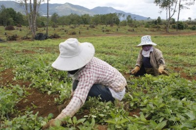 Kon Tum kỳ vọng có hơn 130.000 tấn dược liệu vào năm 2030