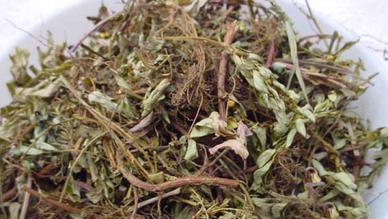 Cây thuốc có tác dụng hỗ trợ trị bệnh gan nhiễm mỡ