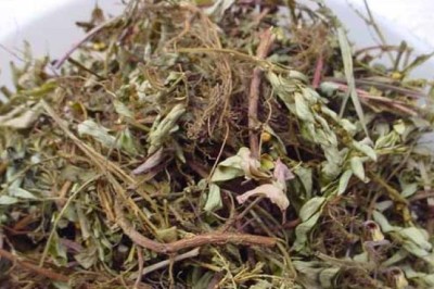 Cây thuốc có tác dụng hỗ trợ trị bệnh gan nhiễm mỡ