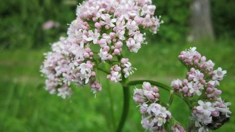Cây nữ lang (Valeriana officinalis) cây thuốc trị bệnh mất ngủ