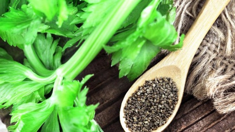 Thuốc từ hạt cần tây giúp tăng khả năng hồi phục sau đột quỵ