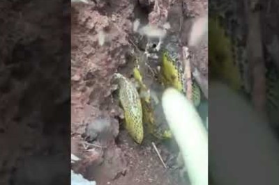 Mật ong tự nhiên, cận cảnh khai thác lấy nguyên tổ ong mật tự nhiên