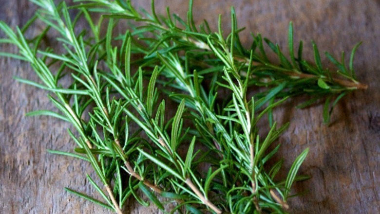 Ngửi cây hương thảo giúp cải thiện trí nhớ