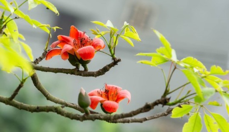 Tác dụng chữa bệnh của cây hoa gạo
