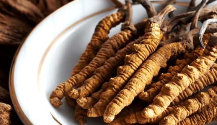Đông trùng hạ thảo, vị thuốc bổ dùng sao cho đúng?