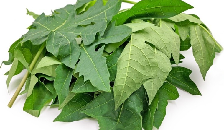 Lá và hoa đu đủ đực có chữa ung thư?