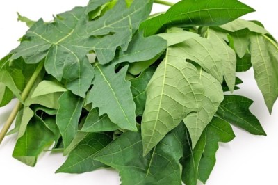 Lá và hoa đu đủ đực có chữa ung thư?