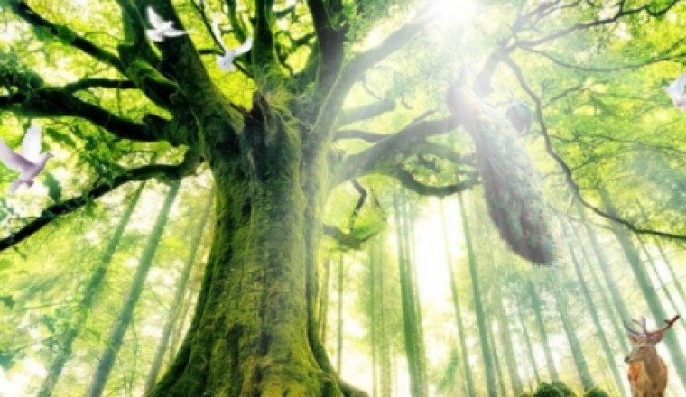 Cây cối có linh hồn không?