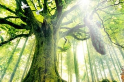 Cây cối có linh hồn không?