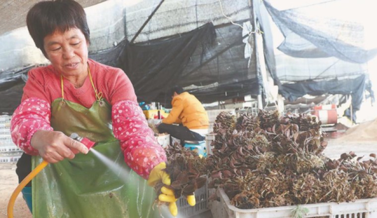 Loài cỏ dại rừng sâu được coi là 'thần dược', thương lái Trung Quốc từng sang Việt Nam săn lùng đẩy giá lên 100 triệu/kg