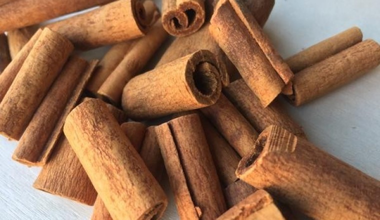Phát triển cây dược liệu Quế ngọc Thường Xuân