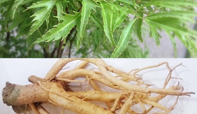 Cây đinh lăng những Lợi ích của lá, rễ và tác hại cây đinh lăng