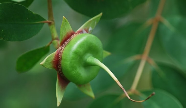Cây mọc hoang ở Việt Nam, được nhiều nước trên thế giới dùng làm thuốc
