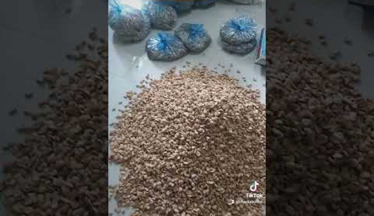 Hạt Sang (Sành) Chữa Đau Dạ Dày mua dược liệu chuẩn sạch