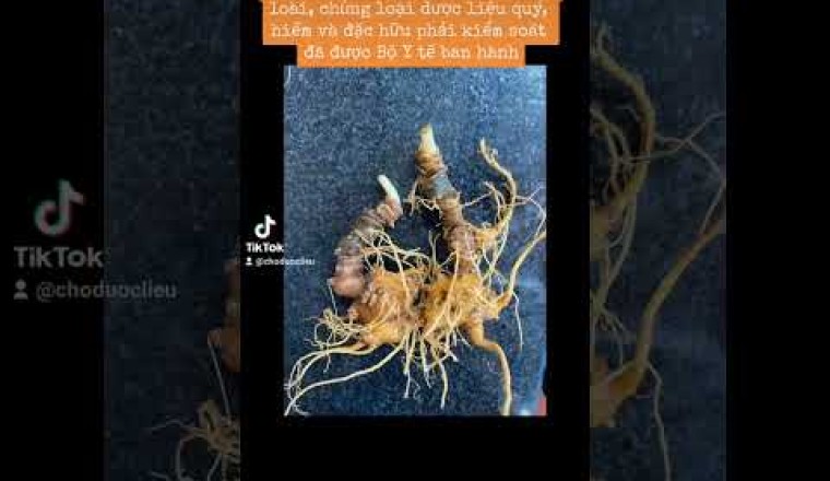 23 cây dược liệu thuộc danh mục loài, chủng loại dược liệu quý, hiếm và đặc hữu phải kiểm soát