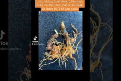 23 cây dược liệu thuộc danh mục loài, chủng loại dược liệu quý, hiếm và đặc hữu phải kiểm soát