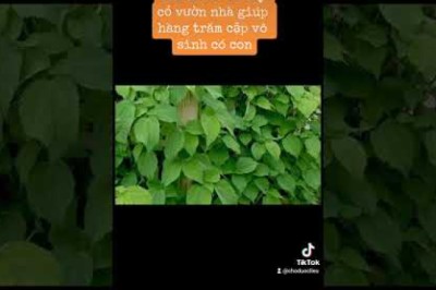 Vô sinh hiến muộn: Bài thuốc từ cây cỏ vườn nhà giúp hàng trăm cặp vô sinh có con