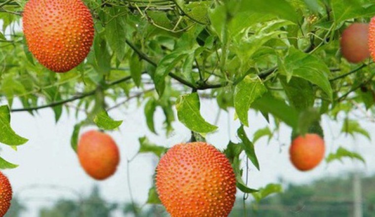 Loại quả mọc dại nhiều tại Việt Nam được thế giới công nhận rất tốt cho sức khoẻ