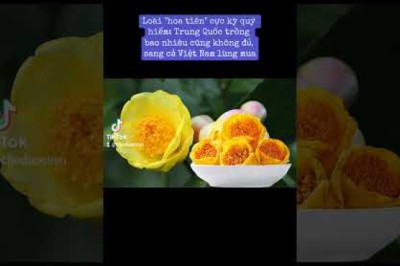 Trà hoa vàng dược liệu quý không phải ai cũng biết để mua đúng loại