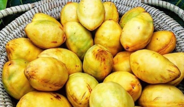Quả bàng, lá bàng, hạt bàng có nhiều công dụng và tác dụng với sức khoẻ