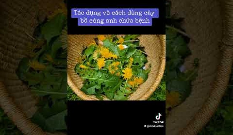 Tác dụng và cách dùng, bài thuốc rất hay từ cây bồ công anh chữa bệnh