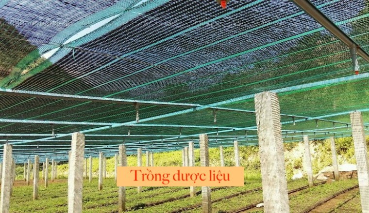Nhiều quy định được điều chỉnh, 'cởi trói' cho doanh nghiệp trồng dược liệu