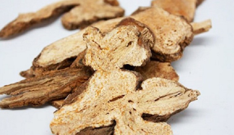 Vị thuốc Bạch truật giúp an thai, bổ máu