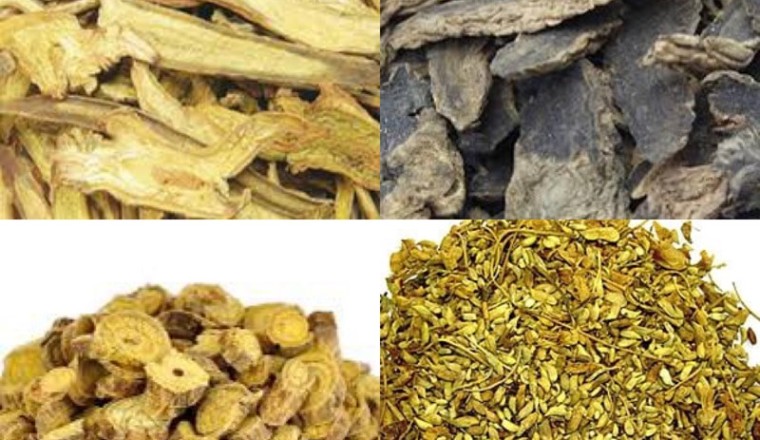 Những dược liệu quý, vị thuốc quý có khả năng thay thế sừng tê giác