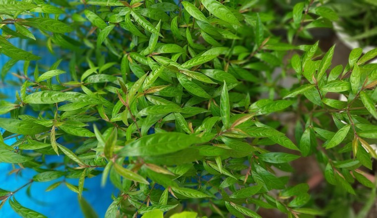 Trong miệng có các dấu hiệu này có thể cảnh báo ung thư, nha sĩ dặn có phải đi khám