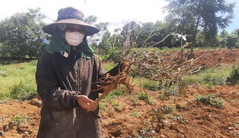 Đã tìm ra loại nấm gây chết hàng loạt cây sâm dược liệu ở Thừa Thiên Huế chết hàng loạt