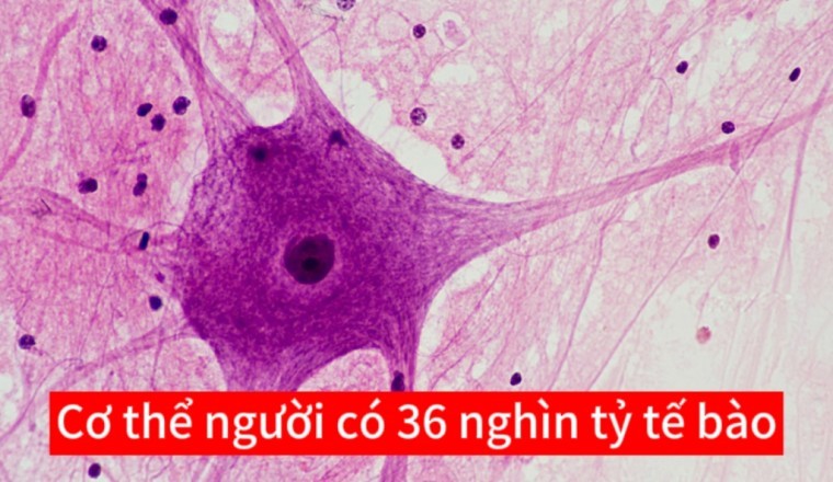 Nghiên cứu mới nhất chỉ ra Cơ thể con người có 36 nghìn tỷ tế bào