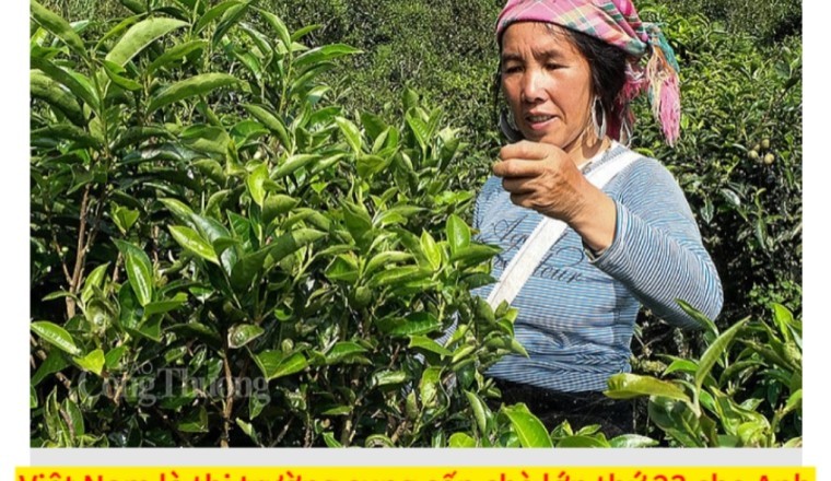 Việt Nam là nhà cung cấp chè lớn thứ 23 cho thị trường Anh