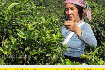Việt Nam là nhà cung cấp chè lớn thứ 23 cho thị trường Anh
