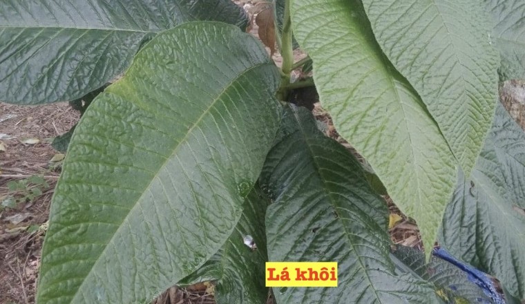 Lá khôi cây dược liệu có giá trị y tế và kinh tế cao