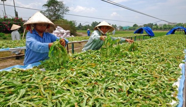 Bộ Y tế đang lấy ý kiến dự thảo Thông tư về hướng dẫn phương pháp chế biến dược liệu
