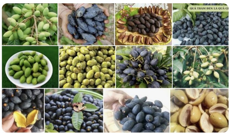 Cách dùng Quả Trám chữa Ho