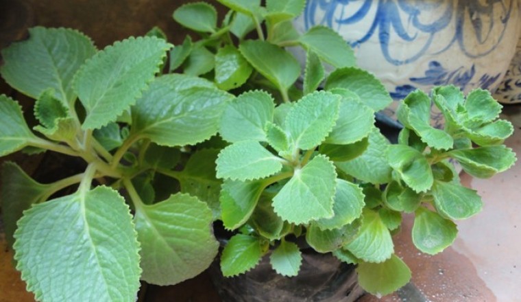 Tác dụng của cây Húng Chanh, Húng chanh, Rau tần dày lá, Rau thơm lông - Plectranthus amboinicus (Lour.) Spreng (Coleus amboinicus Lour.)