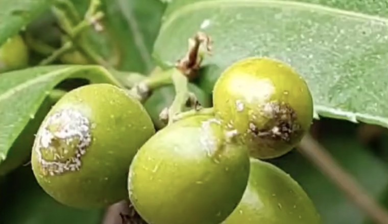 Tác dụng của quả XẠ ĐEN và những bài thuốc chữa bệnh ít người biết