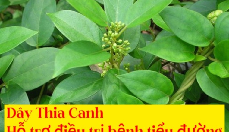 Dùng Dây Thìa Canh trị bệnh tiểu đường cần hết sức chú ý Cảnh báo tác dụng phụ