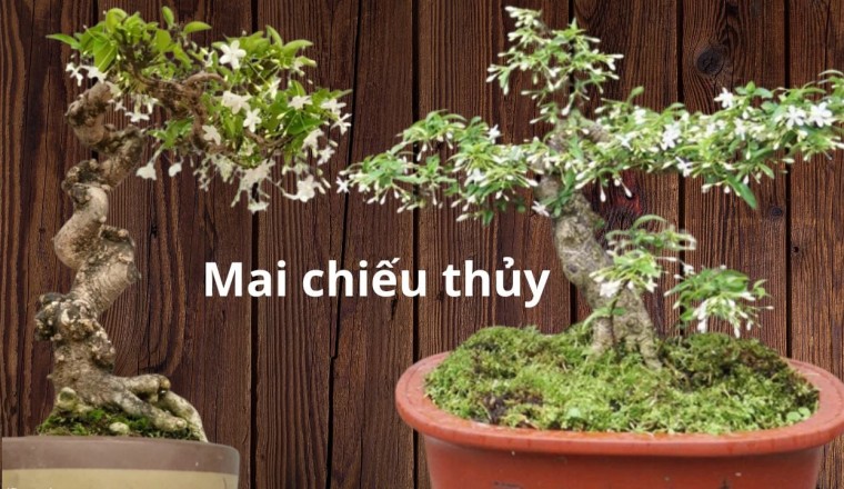 Mai chiếu thủy có ý nghĩa gì những tuổi gì trồng cây hợp