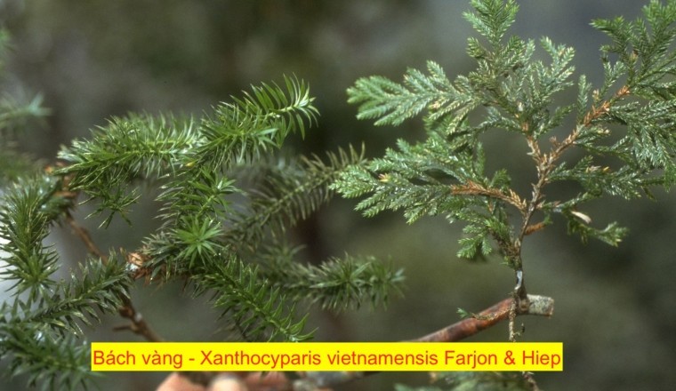 BÁCH VÀNG (Xanthocyparis vietnamensis Farjon &amp; N. T. Hiep, 2002.)