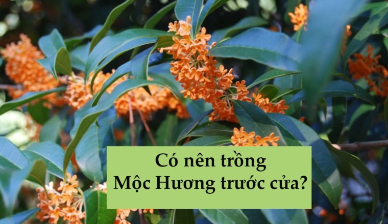 Cây mộc hương, cây quế hoa, có tên khoa học là Osmanthus Fragrans