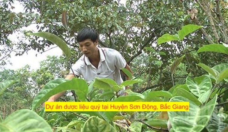 Huyện Sơn Động triển khai Dự án đầu tư hỗ trợ phát triển vùng trồng dược liệu quý