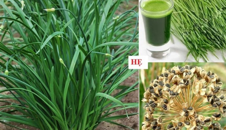 Cây rau hẹ, cửu thái, nén tàu, hom xe lép có tên khoa học là Allium odorum L., thuộc họ hành Liliaceae.
