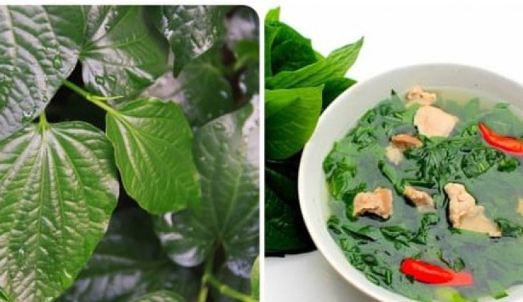 Tác dụng của cây lá lốt ít người biết