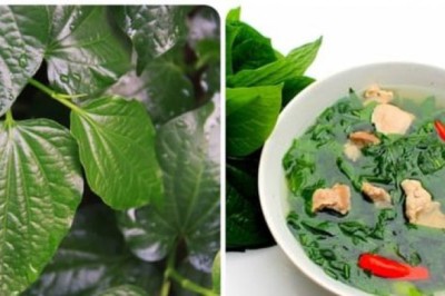 Tác dụng của cây lá lốt ít người biết